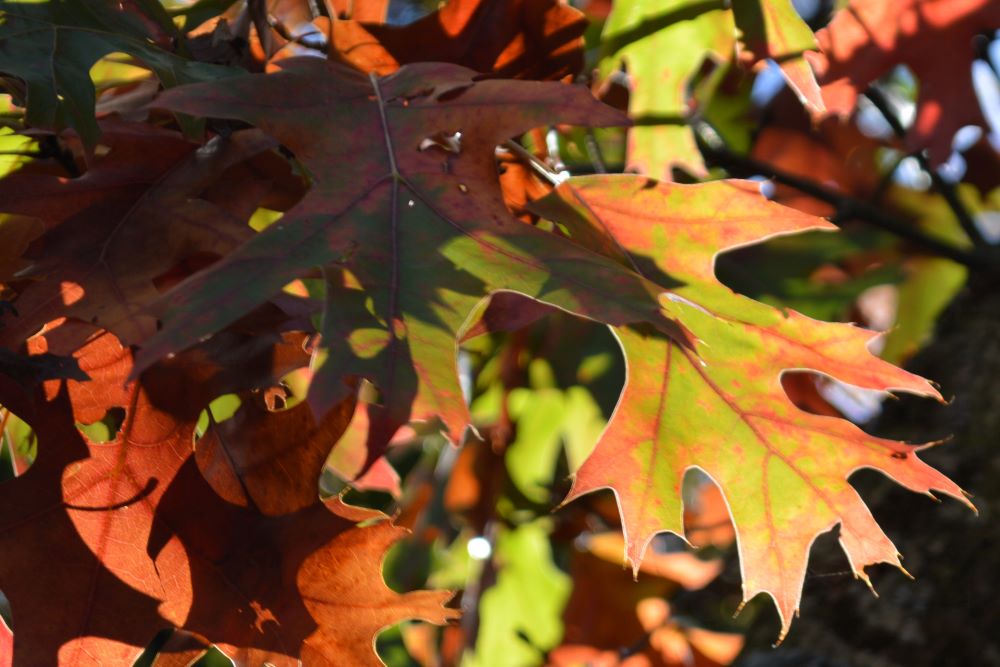 feuilles d'arbre aux couleurs de l'automne