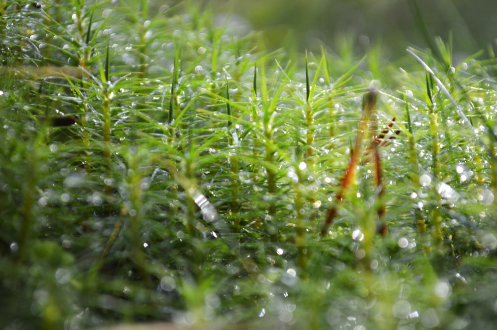 mousses gorgées d'eau