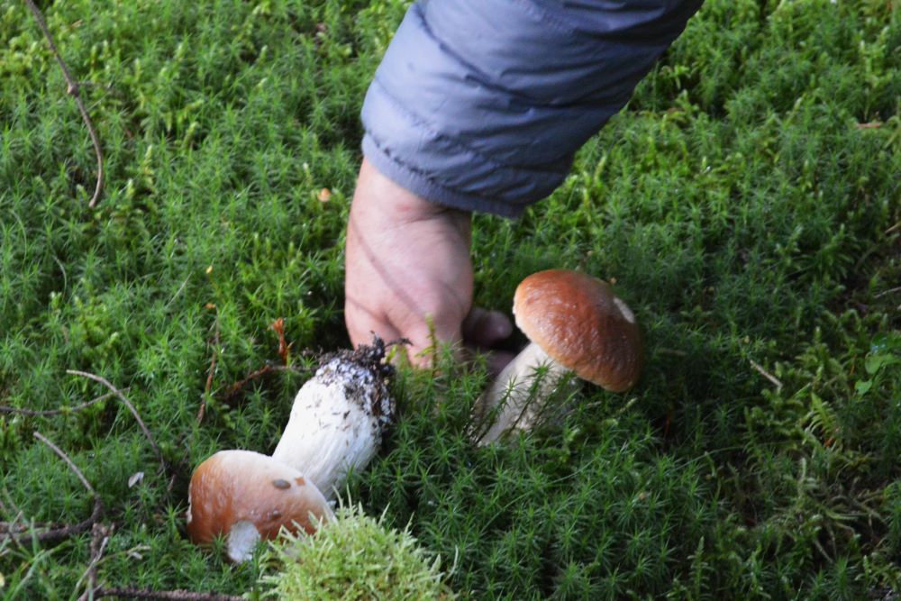 personne ramassant des champignons
