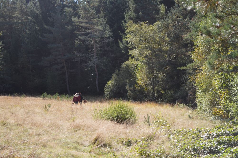 promeneurs dans une clairière