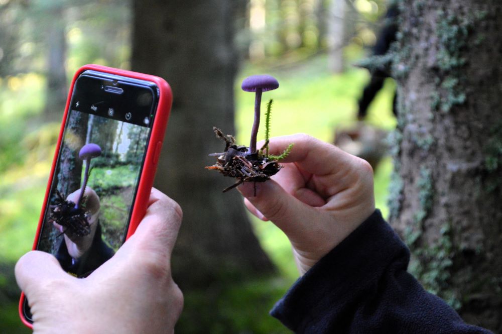 personne prenant un champignon en photo avec un téléphone