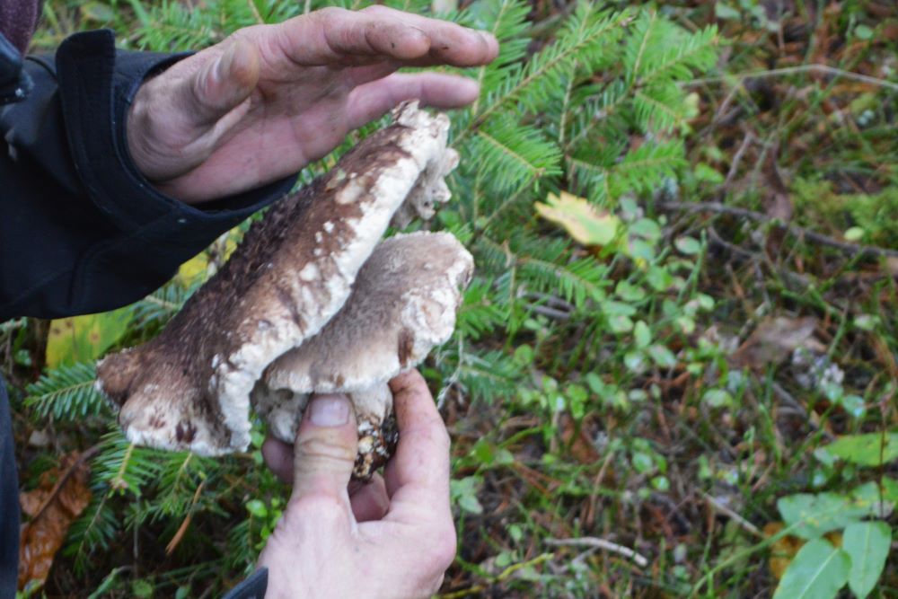 personne ramassant un très gros champignon
