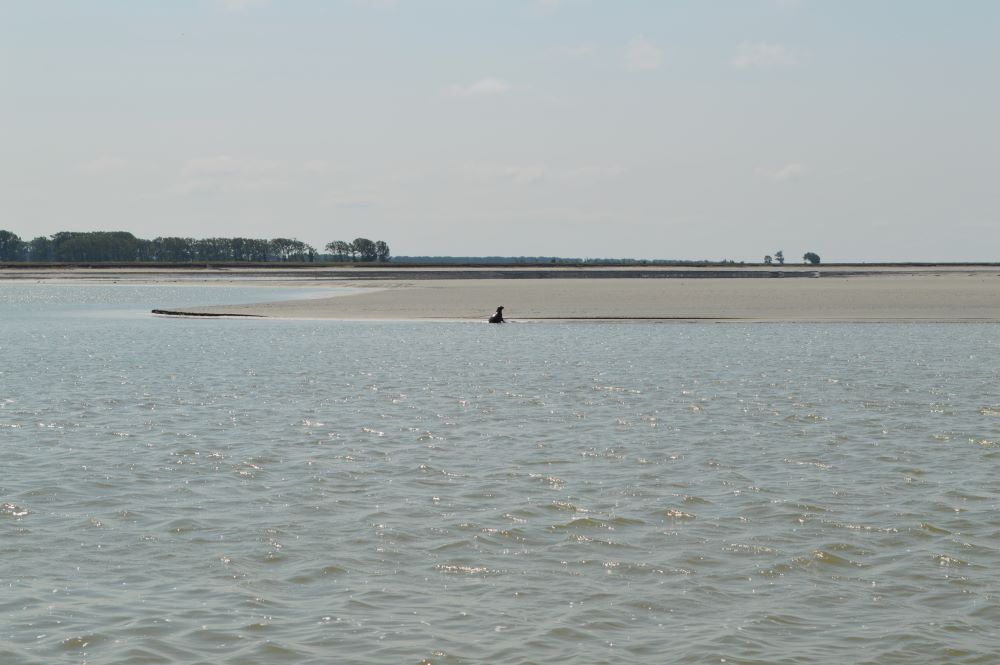 au bord de l'eau, on aperçoit un phoque sur la plage sur la rive opposée