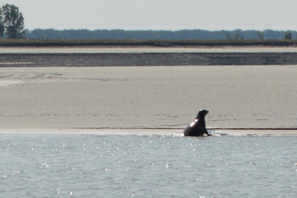 au bord de l'eau, on voit un phoque sur la plage sur la rive opposée