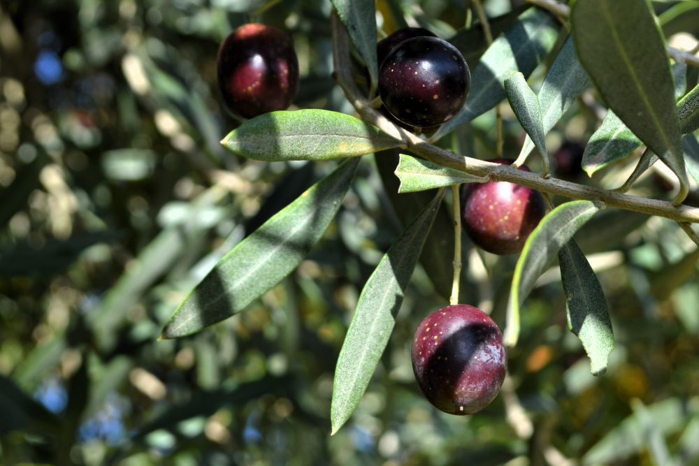 olives mûres dans un olivier