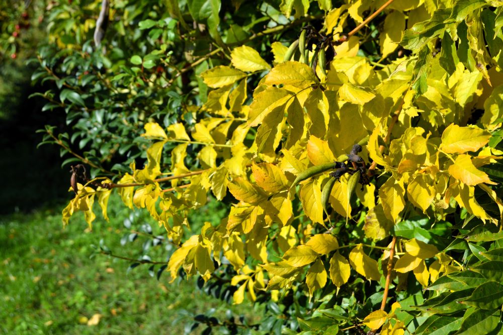feuilles d'arbre jaunes