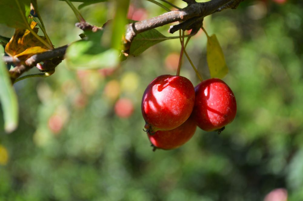 petites pommes d'ornement