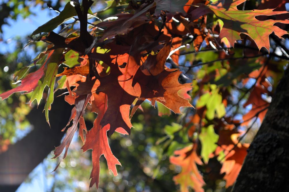 feuilles d'arbre en train de passer du vert au marron