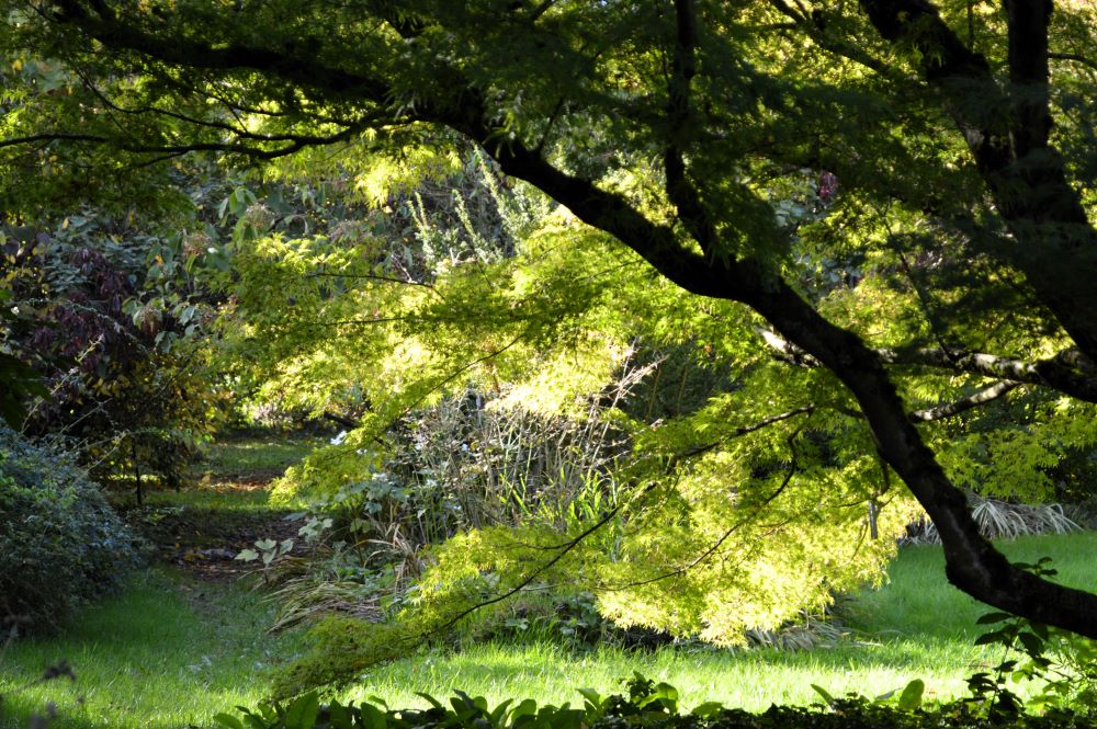 rayon de soleil sous les arbres