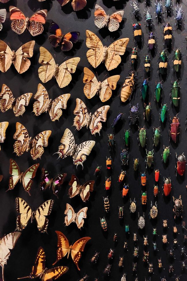 collection de papillons épinglés