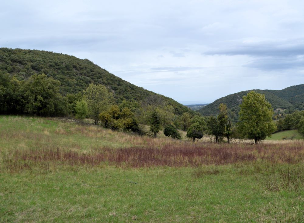 paysage vallonné verdoyant avec une rangée d'arbres