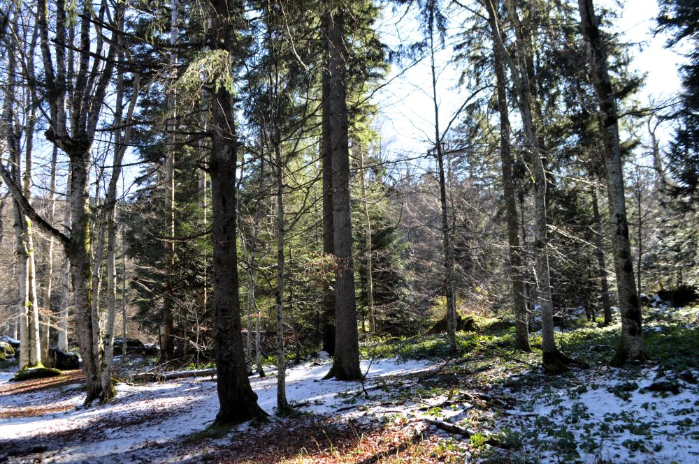 paysage de forêt en hiver