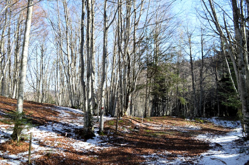 paysage de forêt en hiver