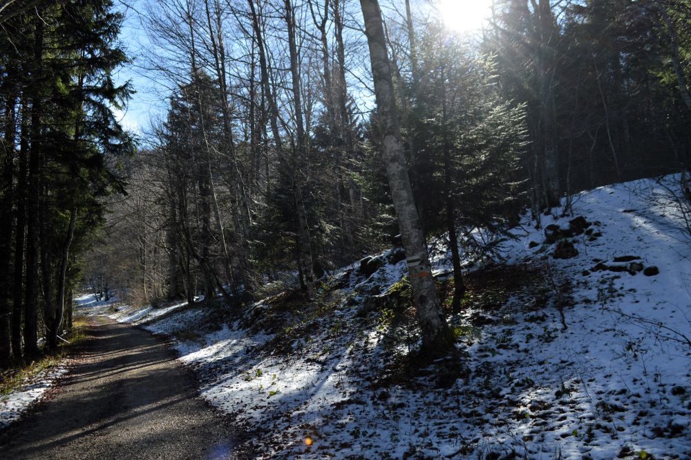 paysage de forêt en hiver