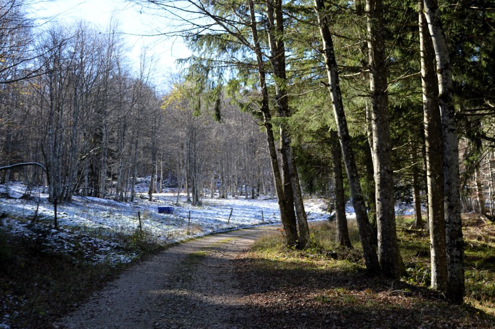 paysage de forêt en hiver