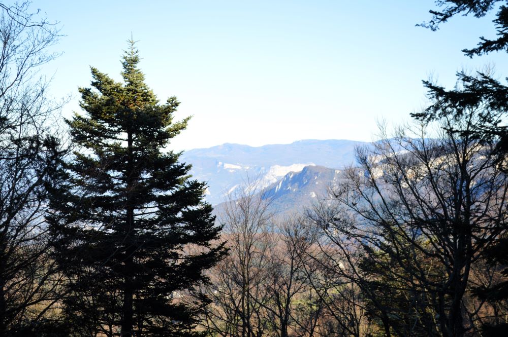 paysage de forêt en hiver