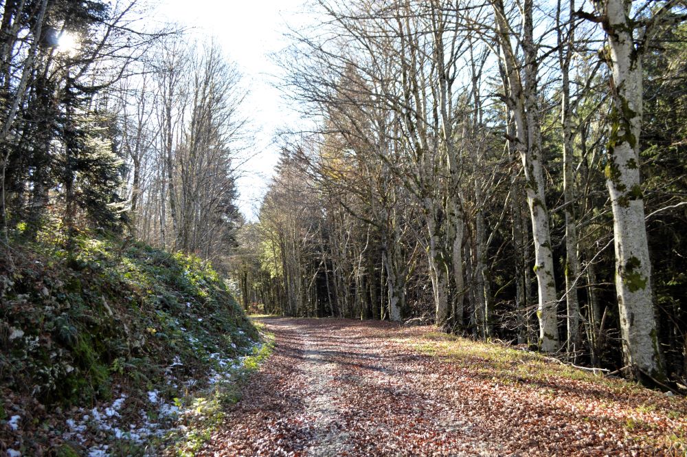 paysage de forêt en hiver