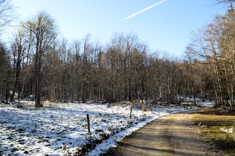 paysage de forêt en hiver