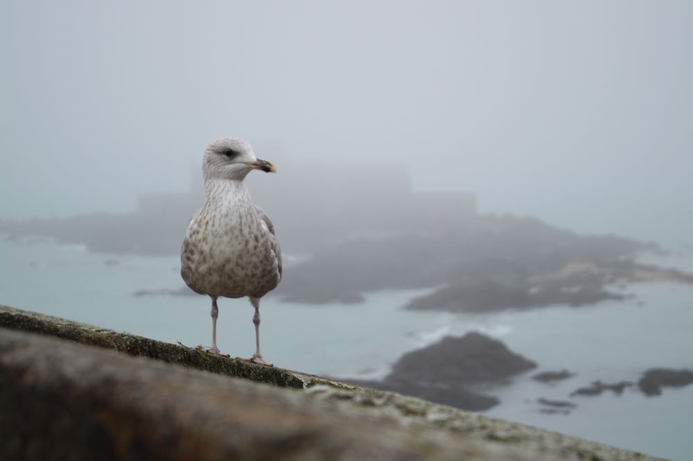 un goéland juvénile posé sur le rempart avec la silhouette du Fort National dans le brouillard en arrière plan à Saint Malo