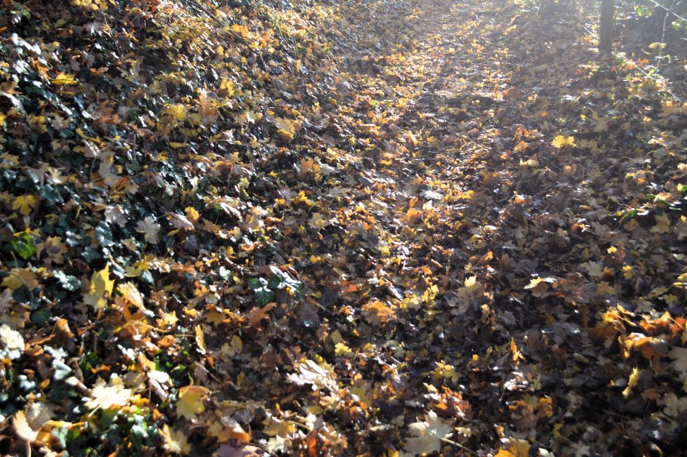 un chemin couvert de feuilles d'arbres jaunies dans un rayon de soleil
