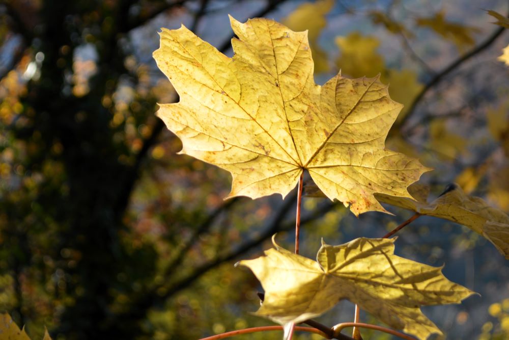 feuille mordorée au soleil