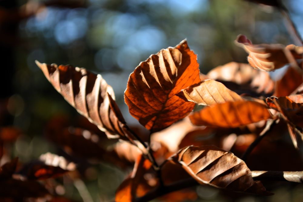 feuille mordorée au soleil
