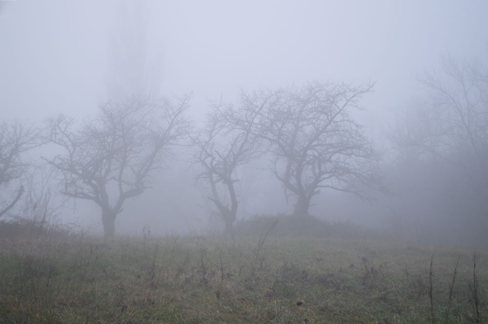 silhouettes d'arbres dans le brouillard