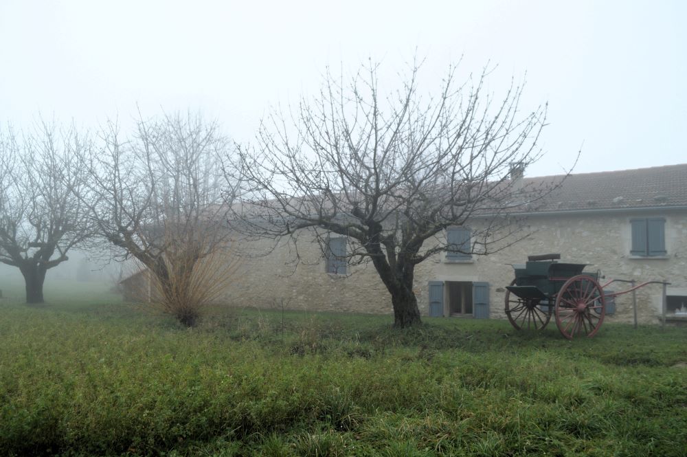 silhouettes d'arbres dans le brouillard devant une maison