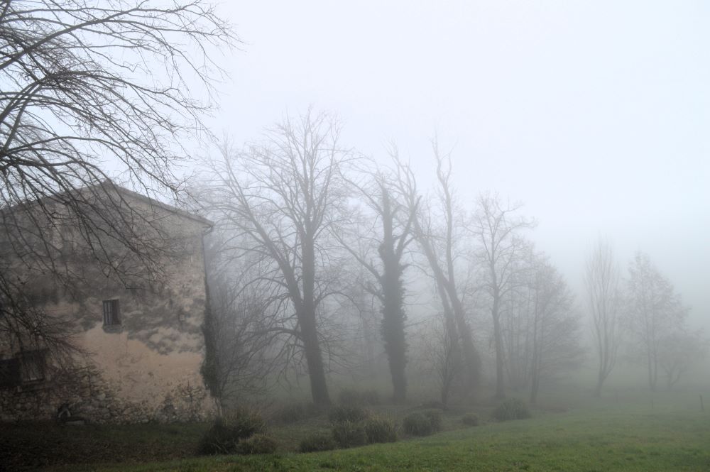 silhouettes d'arbres dans le brouillard devant une maison