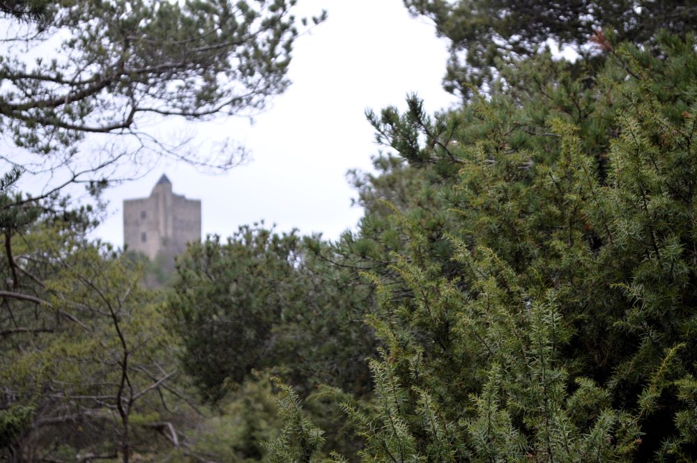 tour médiévale dans la forêt