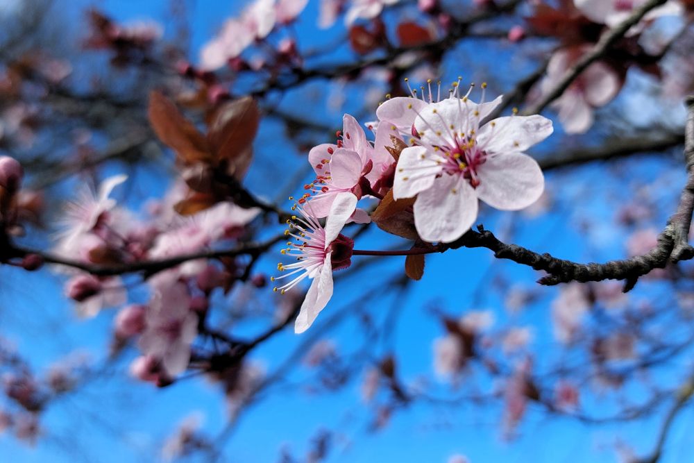des fleurs roses sur un arbre sur fond de ciel bleu