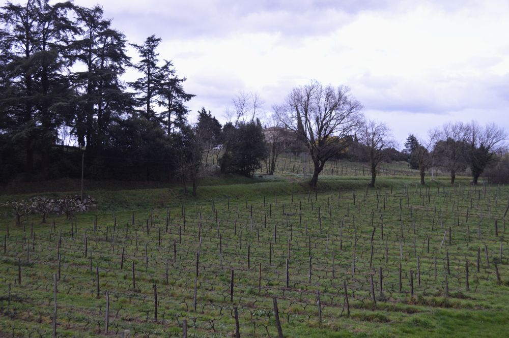 paysage de vignes en hiver