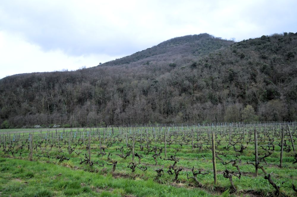 paysage de vignes en hiver