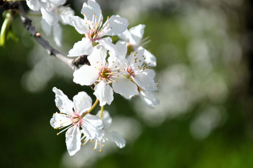 une branche d'arbre avec des fleurs blanches sur un fond sombre