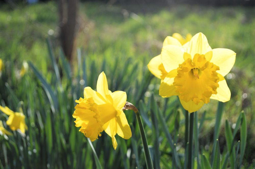 des jonquilles en fleur
