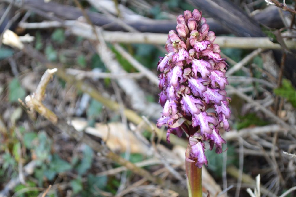 un orchis géant