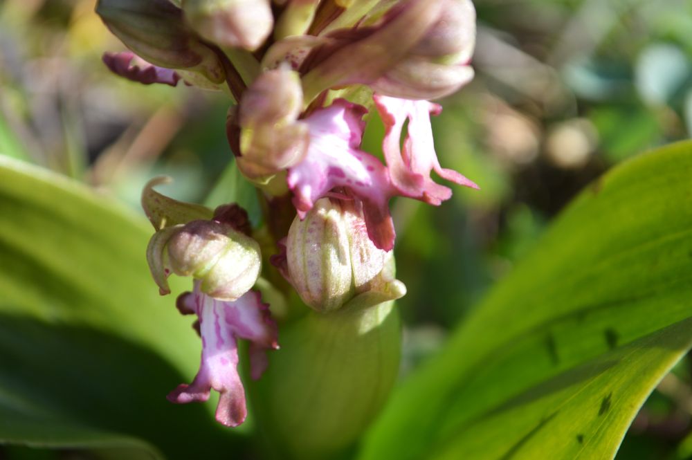 Détails de fleurs d'orchis géant