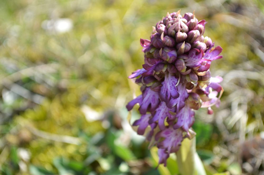 un orchis géant