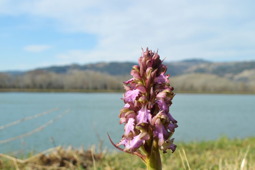 un orchis géant au bord du Rhône