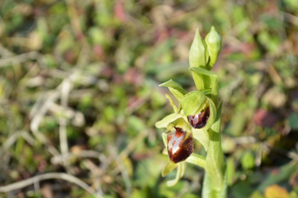 un ophrys