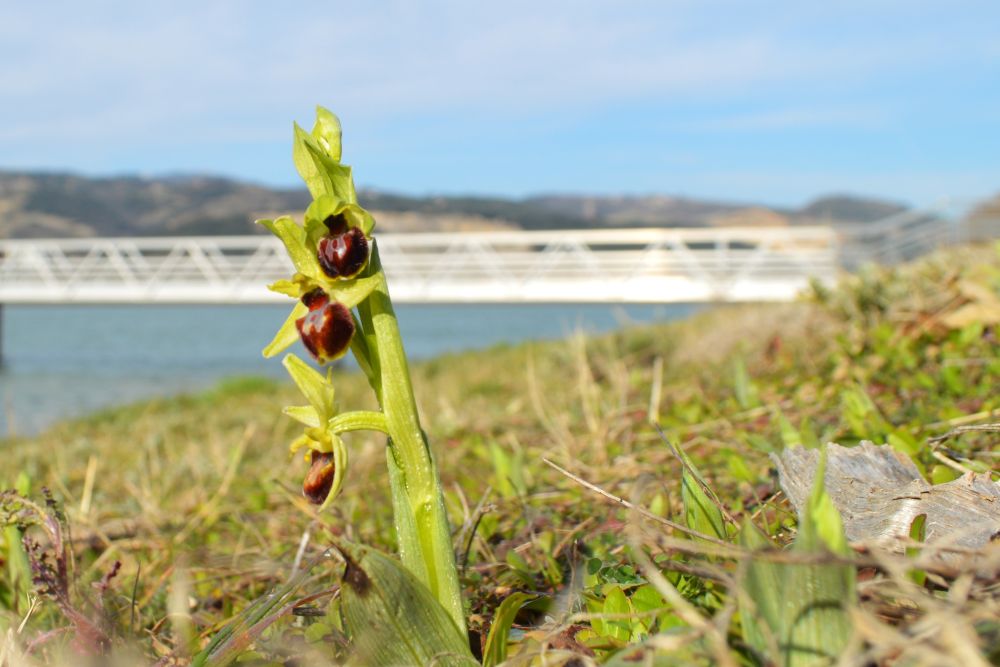 un ophrys au bord du Rhône