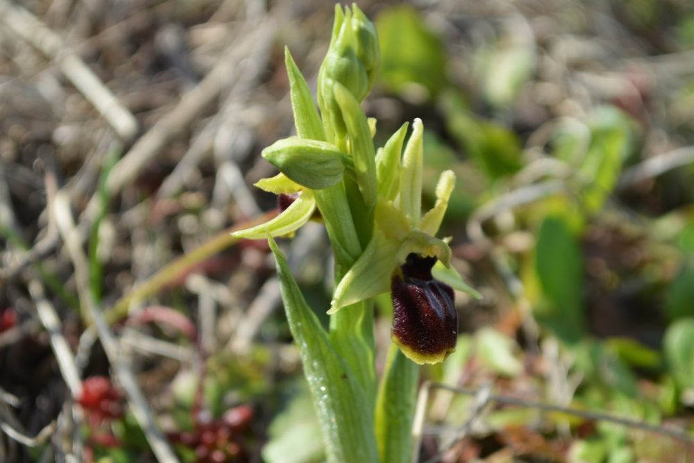un ophrys