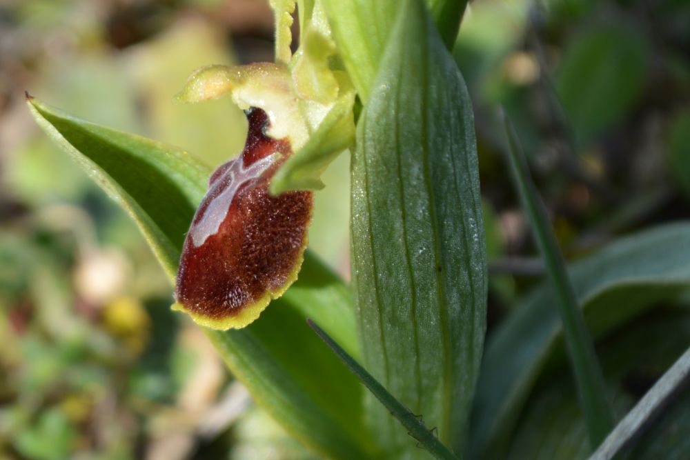 détail d'une fleur d'ophrys