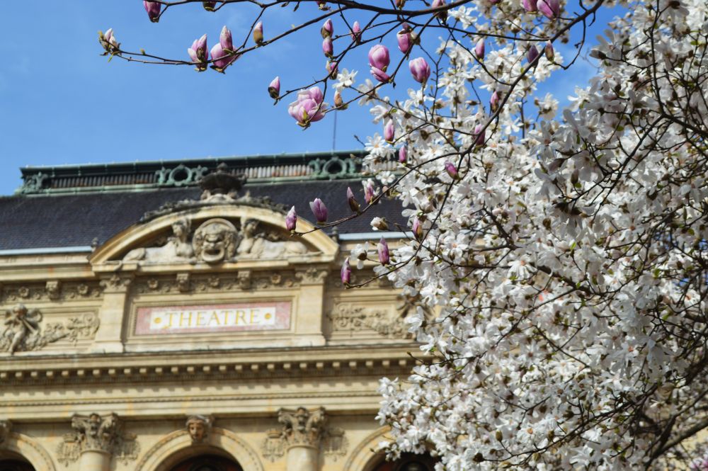 le fronton du théâtre des Célestins à Lyon bordé de magnolias en fleurs