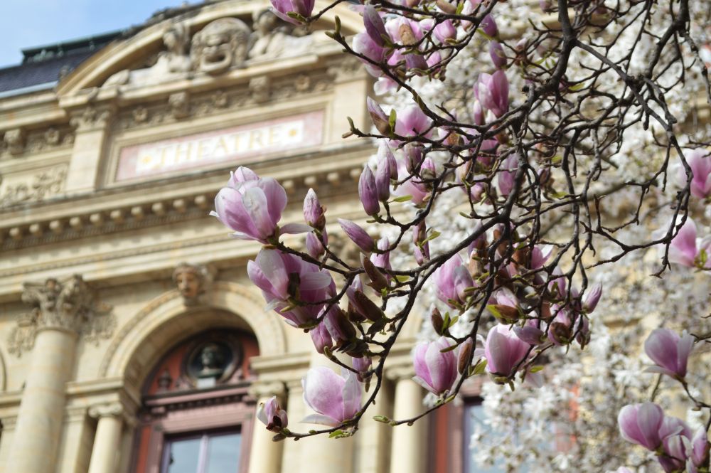 le fronton du théâtre des Célestins à Lyon bordé de magnolias en fleurs