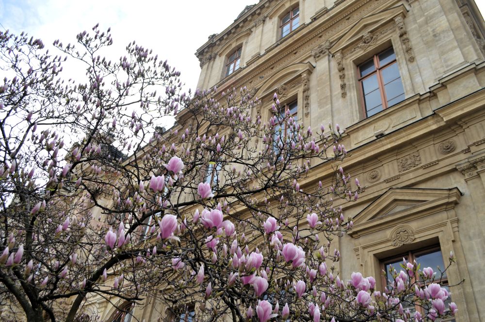 la façade de la chambre de commerce à Lyon bordée de magnolias en fleurs