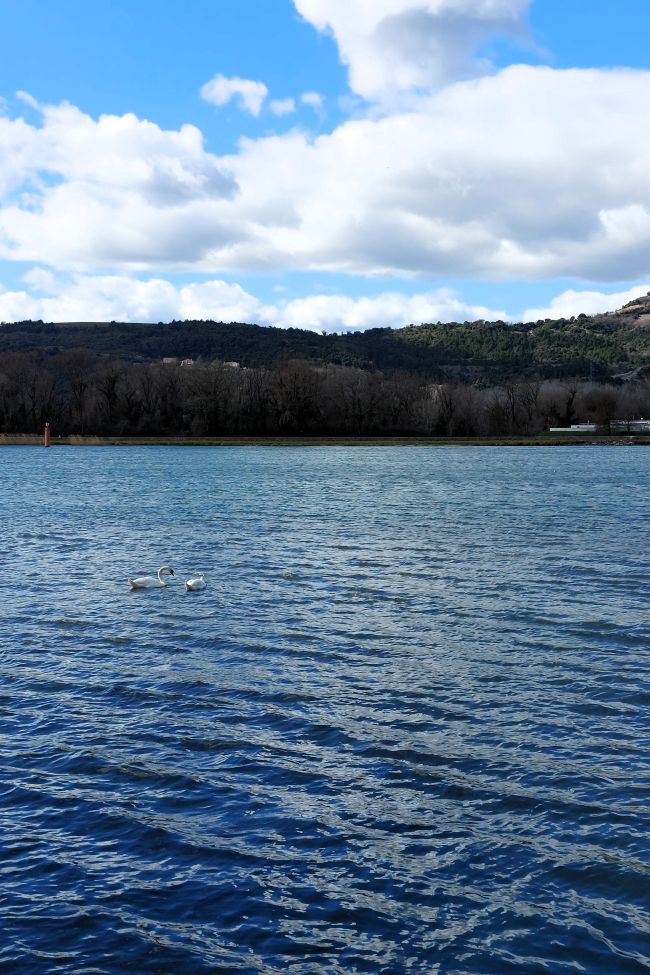 une vue sur le Rhône avec deux cygnes sur l'eau