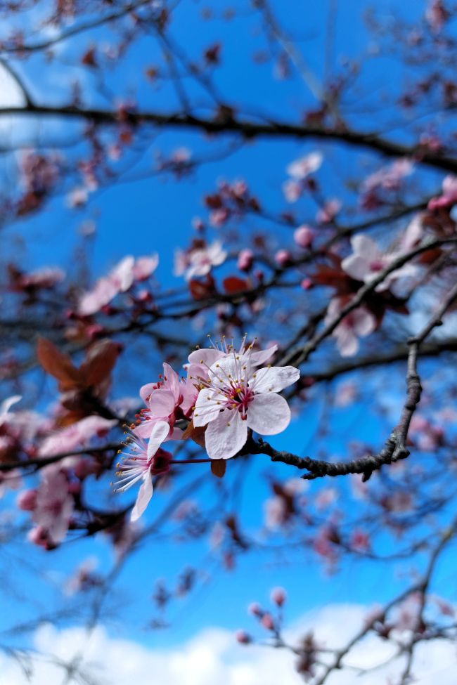 des fleurs roses sur un arbre sur fond de ciel bleu