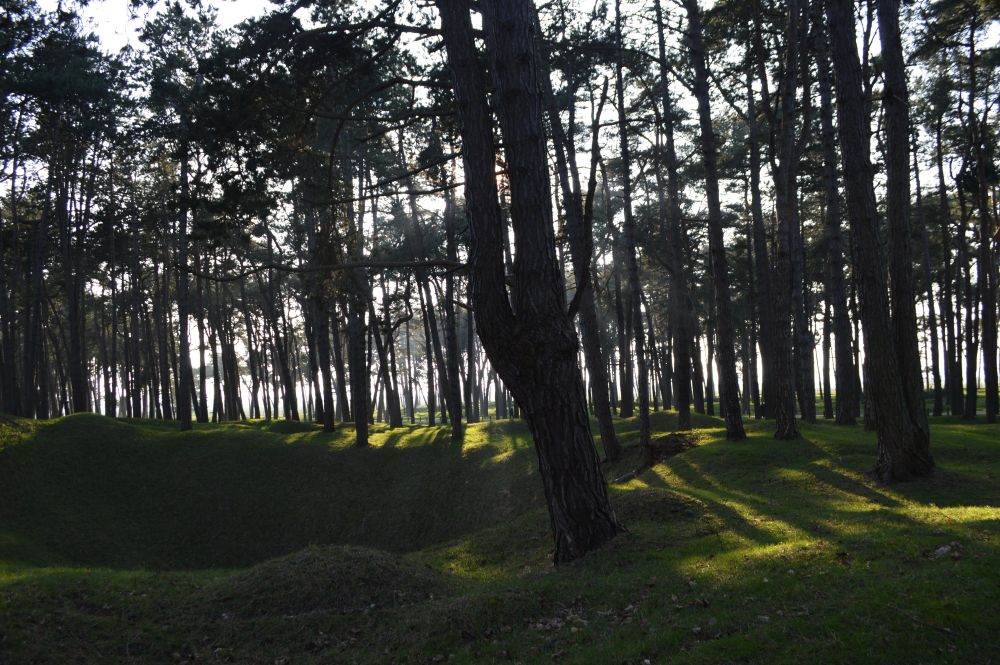 une forêt de pins dont le sol est composé de trous d'obus