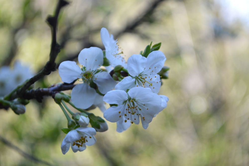 branche d'arbre en fleurs